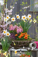 Daffodils (Narcissus), hyacinths (Hyacinthus) and garden pansies (Viola wittrockiana) in wicker basket and flowerpot on patio