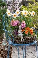 Narzissen (Narcissus), Hyazinthen (Hyacinthus) und Garten-Stiefmütterchen (Viola wittrockiana) mit Hasenfiguren in Osterkorb