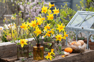 Alpine violet narcissus (Narcissus cyclamineus) in vases, Easter eggs in nests and miniature greenhouse