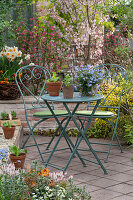 Forget-me-not (Myosotis), daffodils (Narcissus) in pots and flowering shrubs, blood currant (Ribes sanguineum), garden table