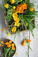 Ringelblumen (Calendula) mit Gräsern im Korb und Blüten auf Teller