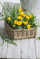 Marigolds (calendula) with grasses in a basket