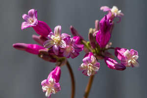 Feuerwerksblume (Dichelostemma) der Sorte 'Pink Diamond)