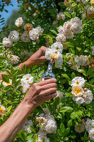 Strauchrose 'Ghislaine de Feligonde'