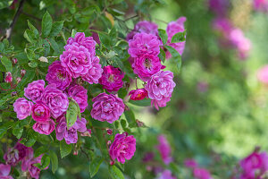 Pink blühende Rose 'Taunusblümchen'