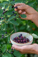 Felsenbirnen ernten