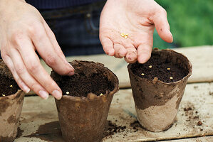 Sow seeds thinly on surface of soil