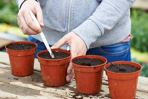 Preparing soil with seed dibber ready for courgette seeds