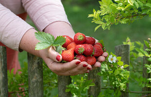 Hände halten frisch geerntete Erdbeeren