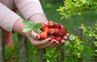 Hands holding freshly harvested strawberries