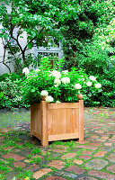 DIY wooden planters with panicle hydrangeas