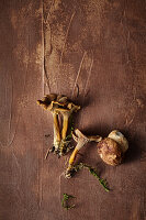 Trumpet chanterelles and porcini on a brown background