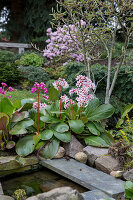 Garden bergenia (Bergenia) 'Beethoven'