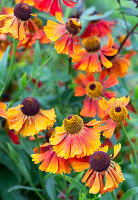 Flowering helenium in a flower bed