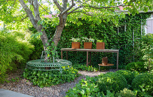 Green wrought iron bench around the cherry tree, overgrown with ivy