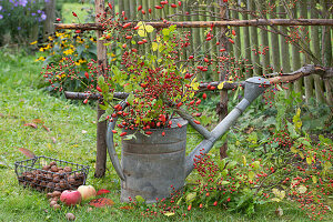 Hagebuttenzweige in Gießkanne als Herbstdekoration im Garten