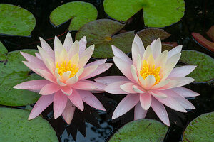 Water lilies (Nymphaea) in the pond