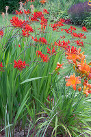 Coppertips 'Luzifer' and daylilies in the perennial bed