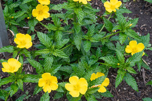 Flowering damiana in garden bed