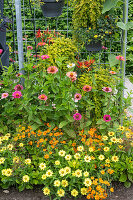 Zinnias in garden