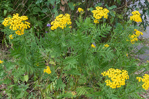 Flowering tansy (Tancetum vulgare)