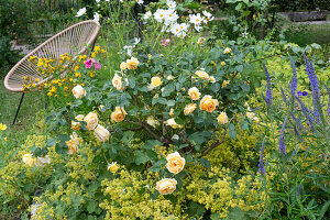 Sitzplatz neben gelb blühender Englischer Rose, langblättrigem Ehrenpreis und Frauenmantel