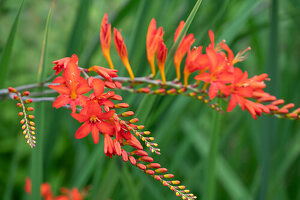 Montbretie 'Luzifer' (Crocosmia), blühend (Nahaufnahme)