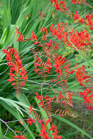 Flowering Montbretia 'Luzifer' (Crocosmia)