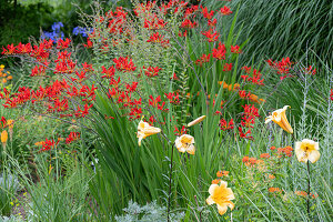 Coppertips 'Luzifer' and daylilies in the garden bed