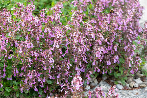 Flowering gamander (Teucrium chamaedrys) in a rock garden bed