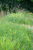 Hoher Wiesenknopf 'Rock and Roll' (Sanguisorba officinalis) im Garten