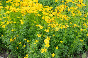 Girl's eye (Coreopsis verticilliata) in the border