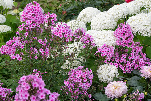Phlox 'Landhochzeit', ball hydrangeas Hydrangea arborescens 'Annabelle' and dahlias in the garden bed