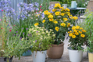 Various flower pots on the terrace, Rudbeckia, Agapanthus, Tanacetum, Linum