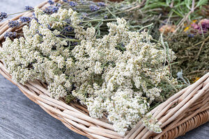 Blühende Gewöhnliche Schafgarbe (Achillea millefolium) im Korb