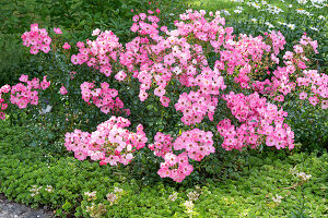 Rosa blühende Bodendeckerrrose (Rosa) und Kaukasus-Asienfetthenne (Sedum spurium) im Beet