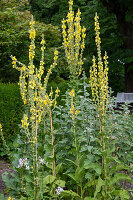 Flowering mullein (Verbascum densiflorum) in a bed