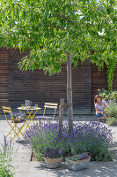 Chestnut tree with lavender underplanting in the courtyard