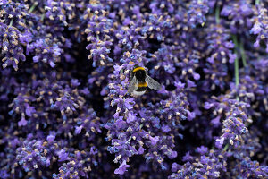 Bumblebee on lavender flowers