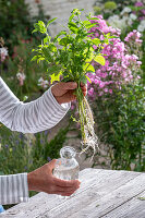 Propagation of mint by cuttings