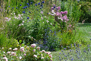 Sommerliches Staudenbeet im Garten mit Phlox, Kosmeen, Veronica und Kugeldistel
