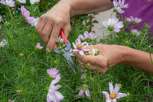 Cut out faded cosmos to stimulate rebloom