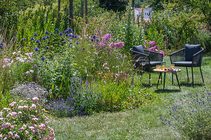Sitzplatz im sommerlichen Garten mit Kugeldisteln, Nachtkerze, Lavendel, großer Ehrenpreis, Flammenblume, Rosen, Kosmeen