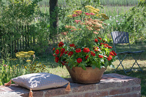 Schafgarbe und Zinnien in Pflanzgefäß auf Gartenmauer