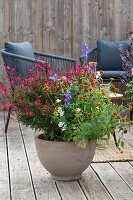 Summer tub planting on the balcony