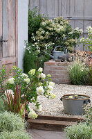 Miniteich auf sommerlicher Kies-Terrasse mit Segge 'Bicolor', Strauchhortensie 'Vanilla fraise', Prachtkerze, japanischem Blutgras 'Red Baron'