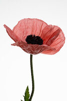 Poppy blossom against white background