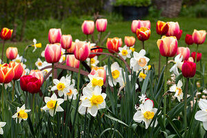 Tulips (Tulipa) and daffodils (Narcissus) in the spring garden, with old metal frame