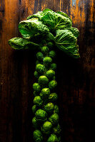 A Stalk of Brussels sprouts