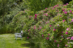 Hecke aus Kartoffelrosen (Rosa rugosa) und Gartenbank